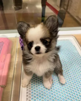 Adorable Cachorro Chihuahua en Venta