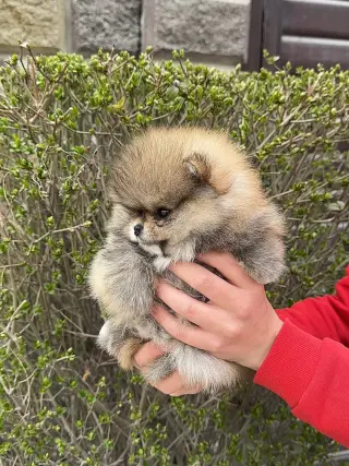 Adorable Cachorro Pomerania en Venta