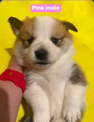 Corgi Welsh X Maremma