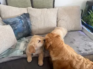 Adorables Cachorros de Golden Retriever en Venta