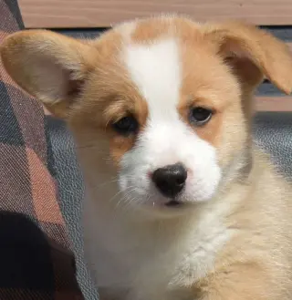 **Copper** Cachorro Pembroke Welsh Corgi Macho GDS 86560*****Se Vende*****