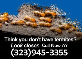 FUMIGACIONES TERMITAS LOS ANGELES