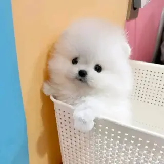 Pomeranian puppies