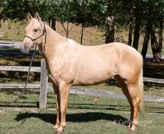Horse for sale
