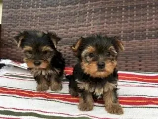 Cachorros yorkshire mini toy para adopción
