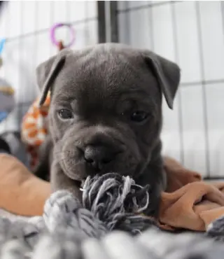 Adorables Cachorros Pitbull Marrones en Venta