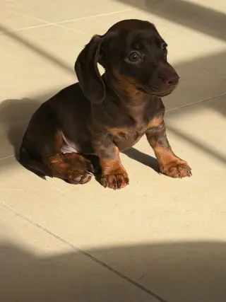 Stunning KC Reg Miniature dachshund Puppies