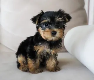 Cute yorkie puppies