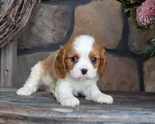 ***Teddy*** Cavalier King Charles Spaniel cachorro Macho 65669*LISTO**