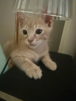 Kitten