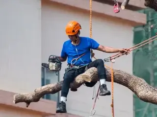 Servicio de Árboles en Miami | Poda, Corte y Remoción de Emergencia