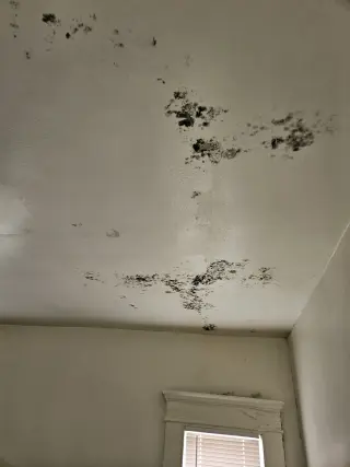 Mold remediation