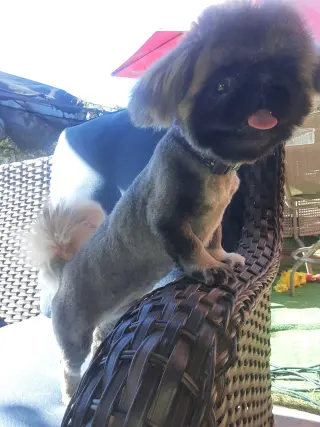Se venden Perritos a buen precio!