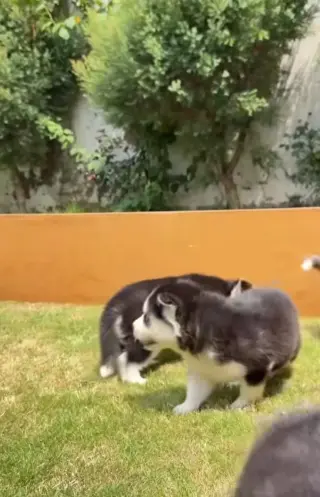 Husky puppies