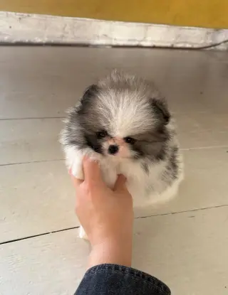 Hermosos Cachorros de Pomerania
