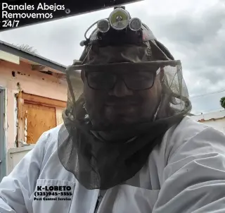 REMOVEMOS PANALES ABEJAS - AVISPAS 24/7.- FUMIGACIONES