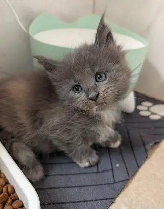 4 gatitos Maine Coon con pedigrí TICA