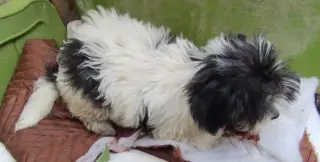 MINI POODLE Y TERRIER MIX