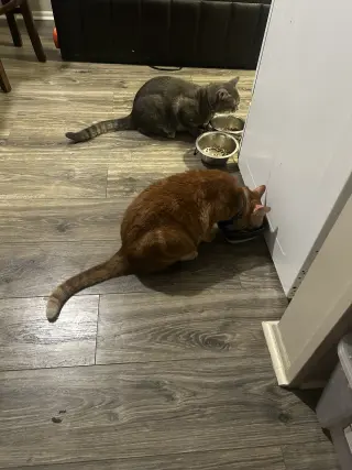 Gatos buscando nuevo hogar
