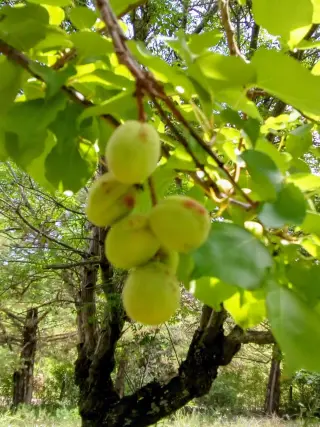 CHALET EN SIERRAS DE CÓRDOBA: SILENCIO, TERRENO, FRUTALES