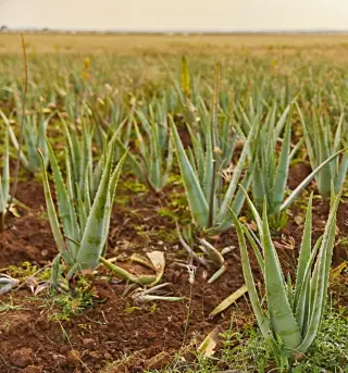 AloeVera para beber - el mejor