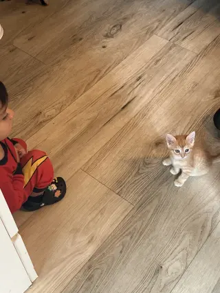 Regalo gatitos
