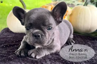 Cachorro Bulldog Francés Blue Macho 4389 **DISPONIBLE**