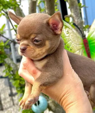 Hermoso Cachorro Chihuahua en Venta