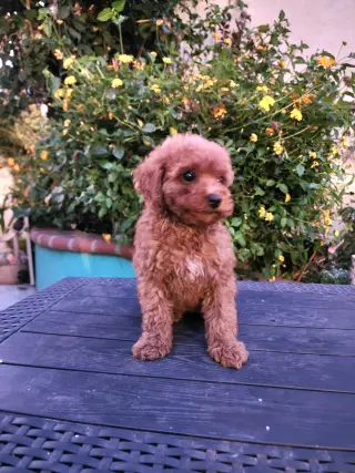 Mini Goldendoodles disponibles