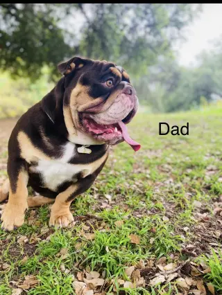 Female English Bulldog