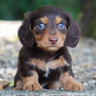 Tyler – Dachshund Puppies Puppy for sale