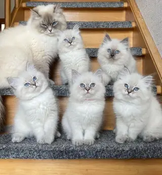 Human calculation British shorthair cat