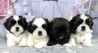 Adorables Cachorros Shih Tzu en Venta