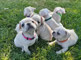 Cachorros de bulldog francés buscan un nuevo hogar.