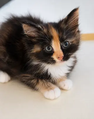 el amor hecho gatitos...