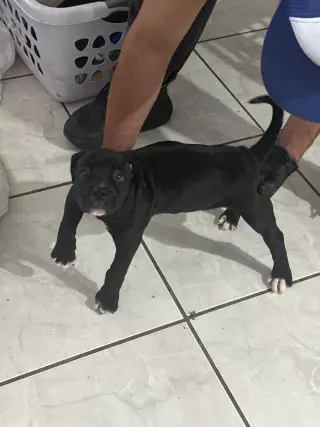 Cane corso mixed american bully