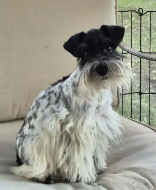 SCHNAUZER PATICOAT FLUFFIES