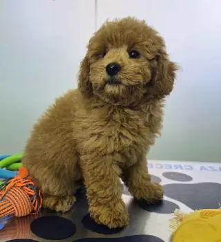 ***Valdoo*** Maltipoo Macho DCD 9633 * Se Vende*