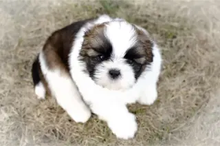 Adorables Cachorros Shih Tzu en Venta