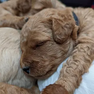 Adorables Cachorros Miniatura en Venta