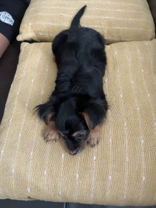 Adorable en adopción  muy juguetón cariñoso