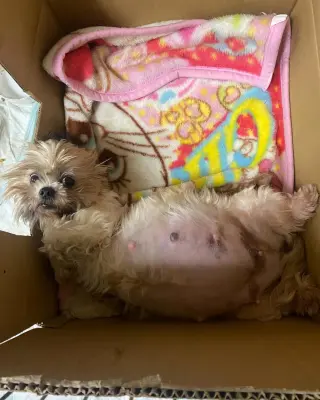 Cachorros Shih Tzu listos para ser recogidos