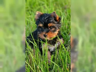 Pure Yorkshire Terrier Pups for Yorkshire lover