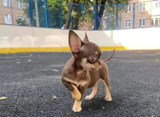 Adorable Cachorro Chihuahua en Venta
