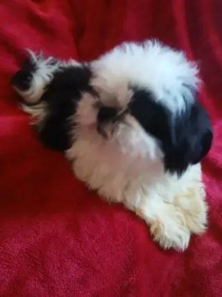 Perrito shihtzu