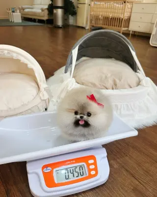 Pom for sale