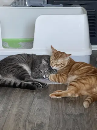Gatos buscando nuevo hogar