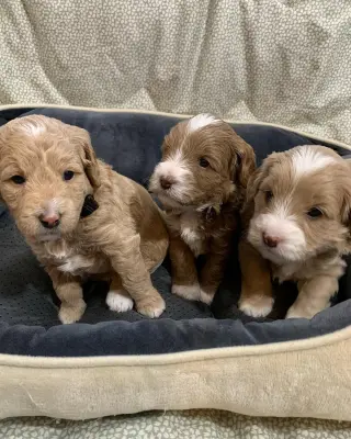 Adorable Miniature Puppies for Sale