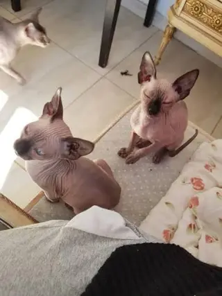Gatos Espectaculares Sphynxs Medellín