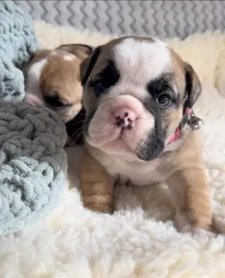Adorable Cachorro Bulldog Inglés en Venta